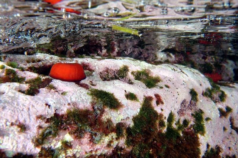 Actinia equina